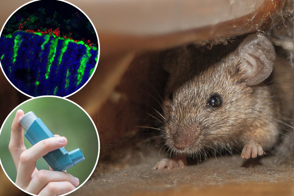 Rat poop discovery may hold answers to NYC asthma rates